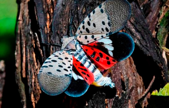 Mosca nativa de China invade Nueva York; es considerada la peor especie invasora en 150 años
