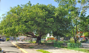 Santiagorrodriguenses en el árbol de los recuerdos 2 Mata limoncillo parque