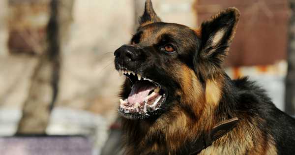 Veterinarios RD ratifican presencia de tres casos de rabia en animales