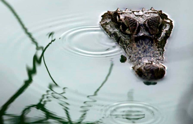 Anciana muere al caer a un estanque con caimanes en Florida
