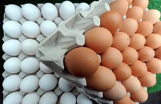 El huevo, excepcional fuente de proteínas que alimenta al mundo