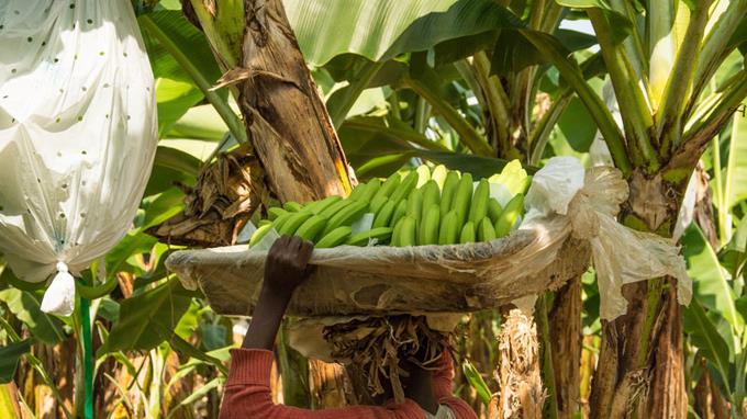 Repatriaciones afectan labores agrícolas en Mao