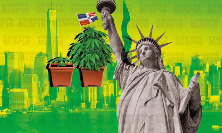 Primera cosecha marihuana en NY lista para ser vendida uso recreativo; dominicanos dicen comprarán