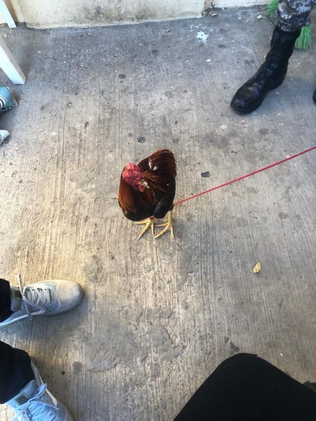Apresan una persona con cuatro gallos de pelea robados en Santiago Rodríguez