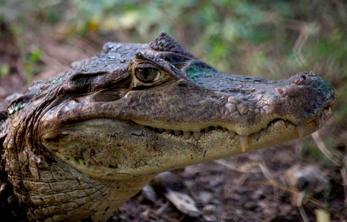 Amputan una pierna a un hombre tras el ataque de un caimán en Florida