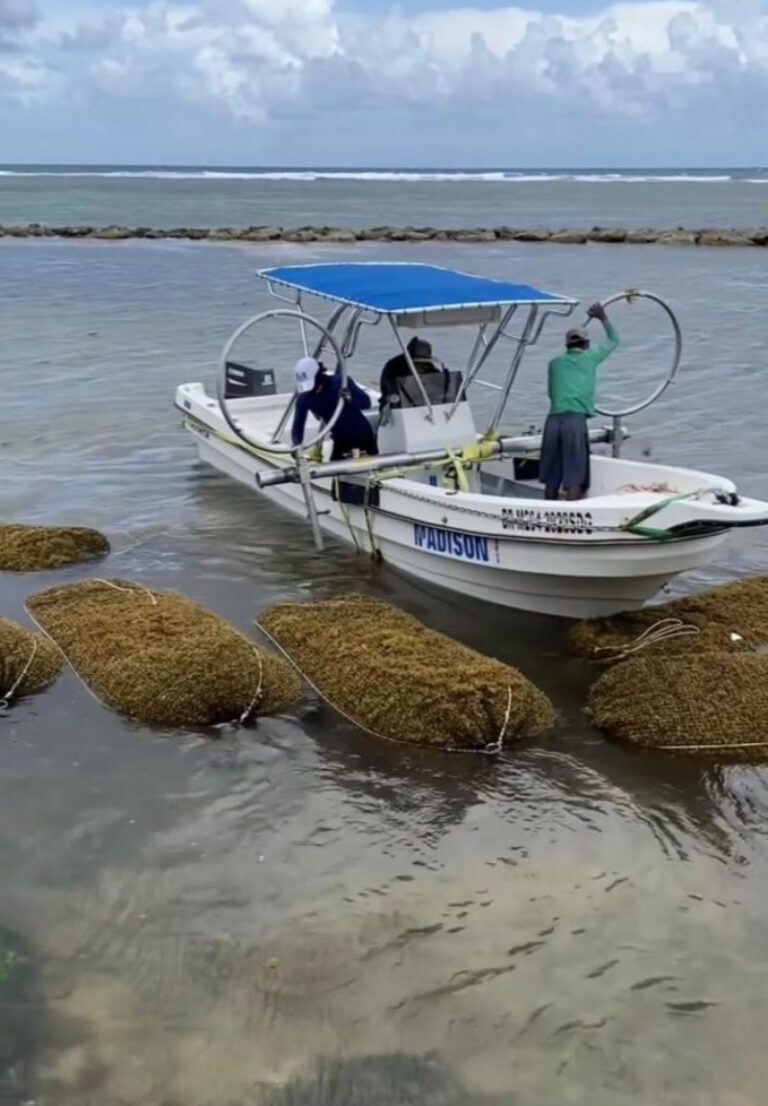 El sargazo que llega al país lo venden en el extranjero