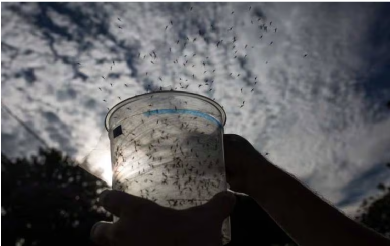 Empresas se unen para liberar mosquitos antidengue en el Caribe