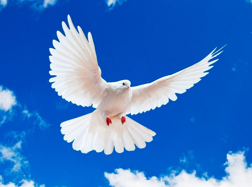 Familia Peña García envía condolencia en España 1 Paloma blanca volando FE