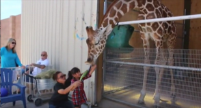 Video | Ozzie, la famosa jirafa que pinta con éxito entre rugidos de leones 1 Ozzie