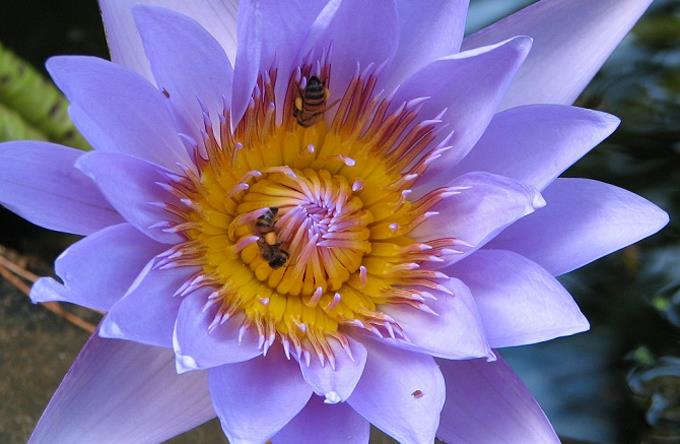 Primer Día Mundial de las Abejas 2 Primer Día Mundial de las Abejas