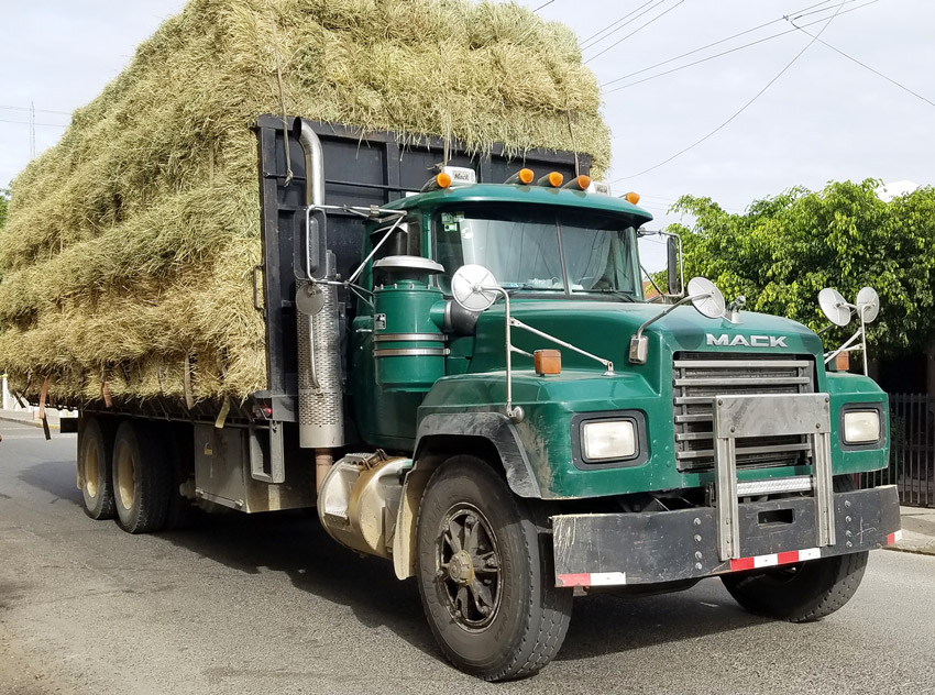 Ganaderos siguen desesperados 1 Camion cargado pacas