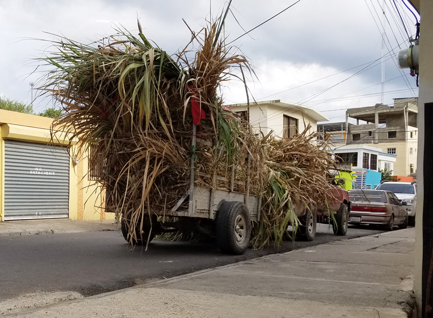 Ganaderos siguen desesperados 2 Camioneta hierbas