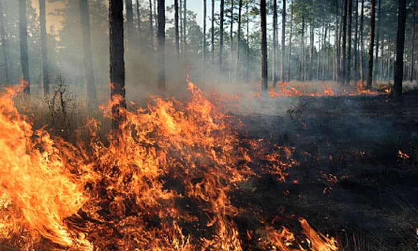Incendios han afectado 5 mil tareas de bosque; Medio Ambiente espera lluvias para reforestar 1 Incendios min