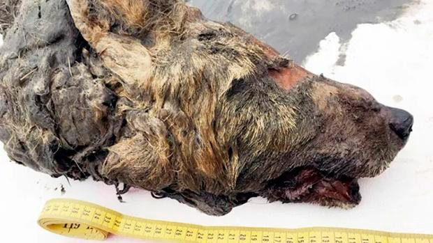 Encuentran una cabeza de lobo gigante de 40.000 años con el cerebro intacto 2 Encuentran una cabeza de lobo gigante de 40.000 años con el cerebro intacto