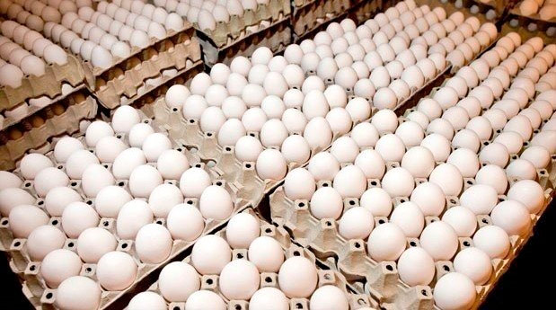 Deploran medida que suspende exportación huevos hacia Haití 4 Deploran medida que suspende exportación huevos hacia Haití