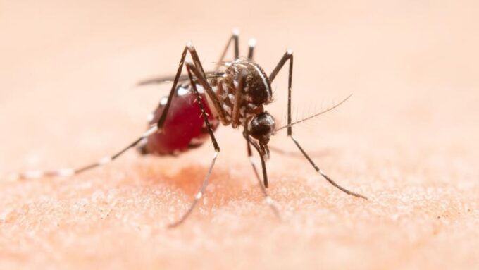 Dominicano crea software que predice brotes de dengue con 88 % de efectividad 1 mosquito e1715524775794